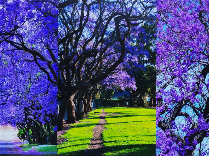 綿陽(yáng)中旅假日旅行社2025年澳洲暨秋季線(xiàn)路品鑒會(huì )